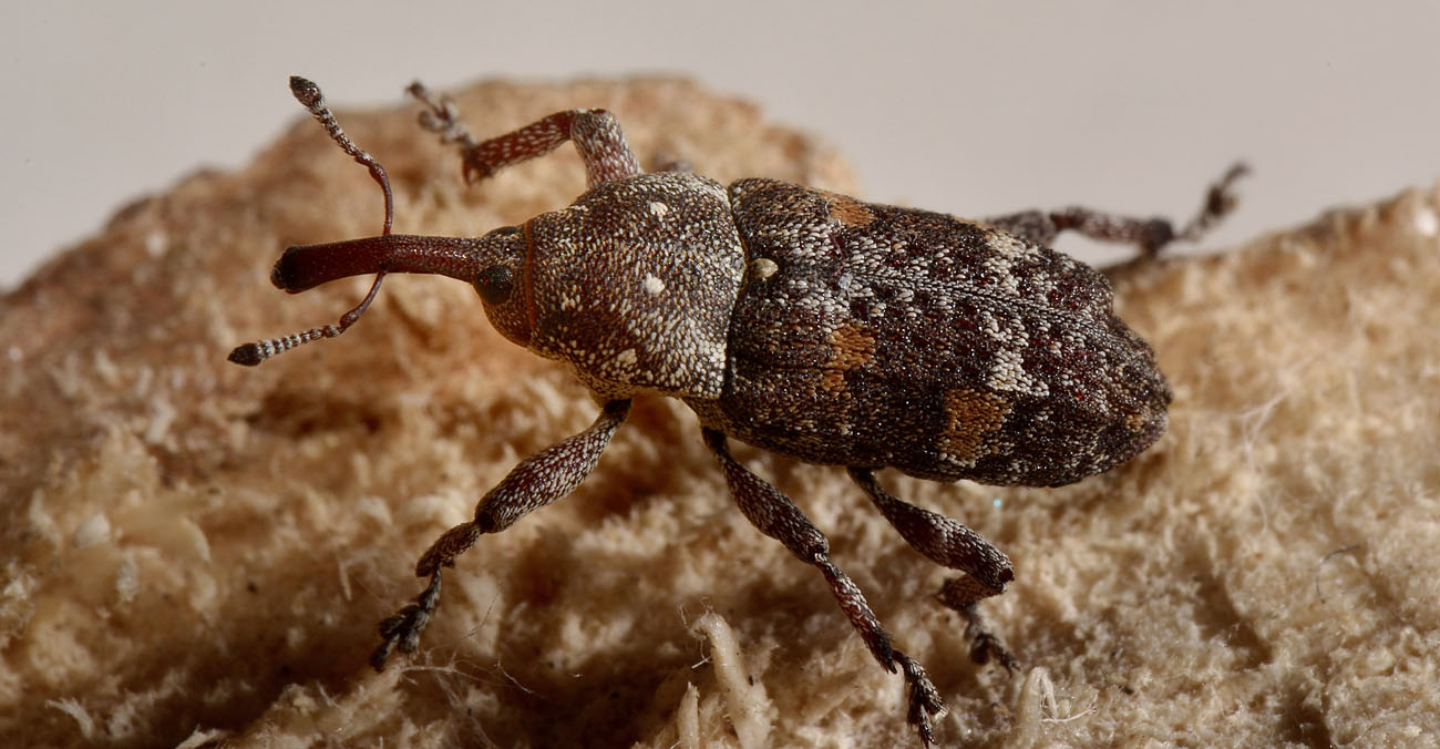 Curculionidae:  Pissodes castaneus